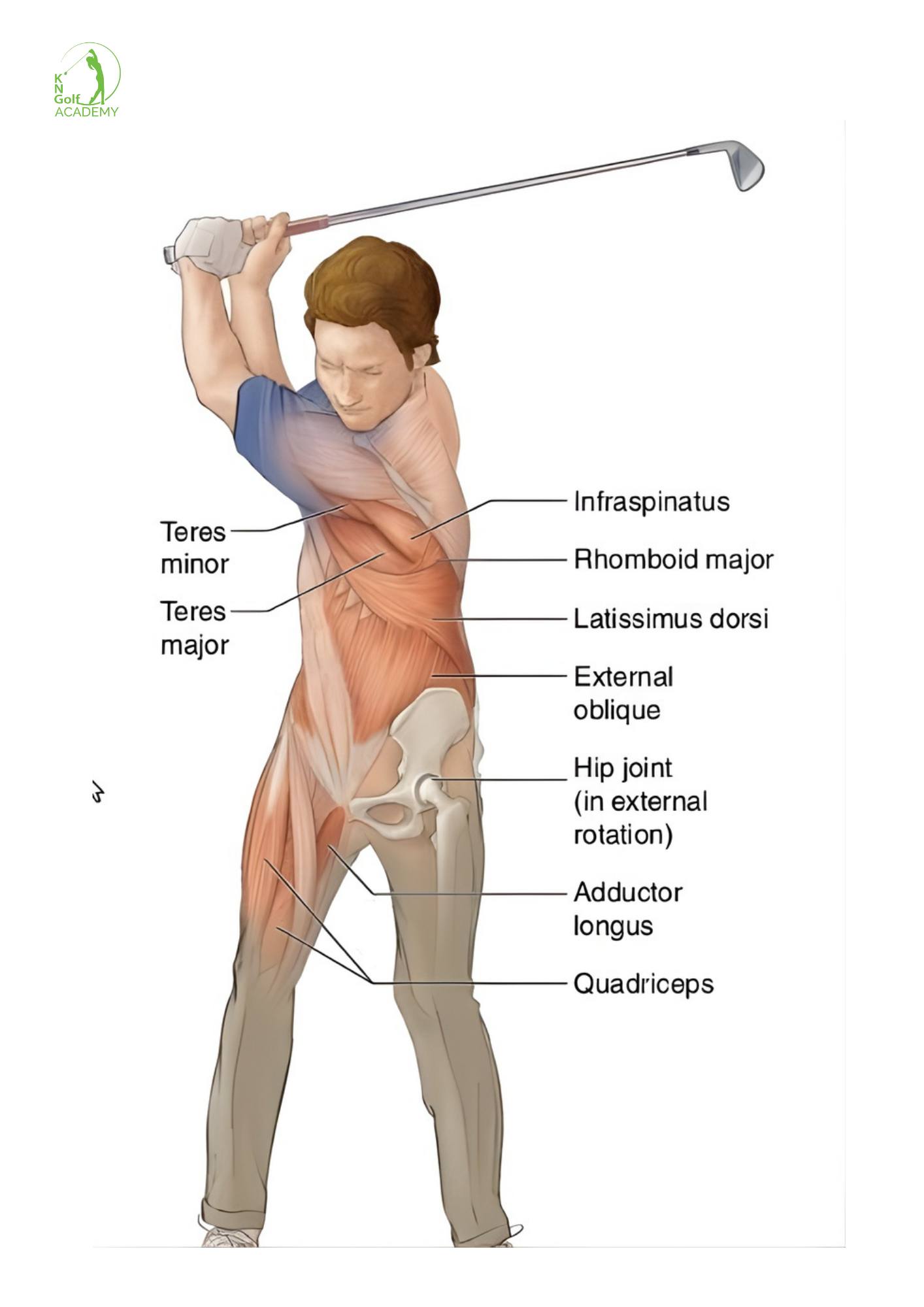 BẠN CÓ BIẾT: 1 CÚ SWING CHUẨN HUY ĐỘNG HƠN 400 CƠ QUAN VẬN ĐỘNG?